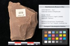 Foto (Objekt + Etikett) von Asterocalyx styriacus Ettingshausen (NHMW-GEO-2024-0188-0419)